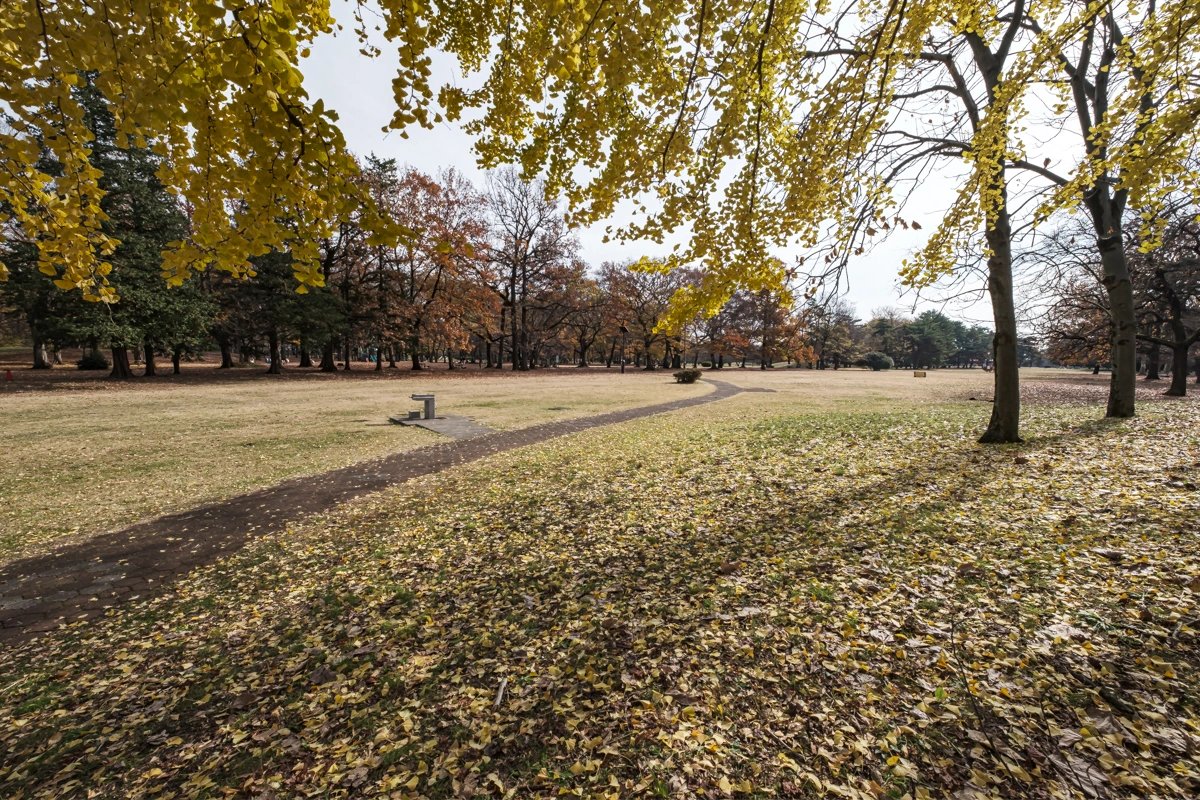🏞️ 노가와 공원 (노가와코엔) 이미지 4
